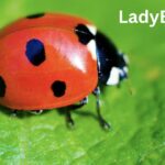 Ladybug