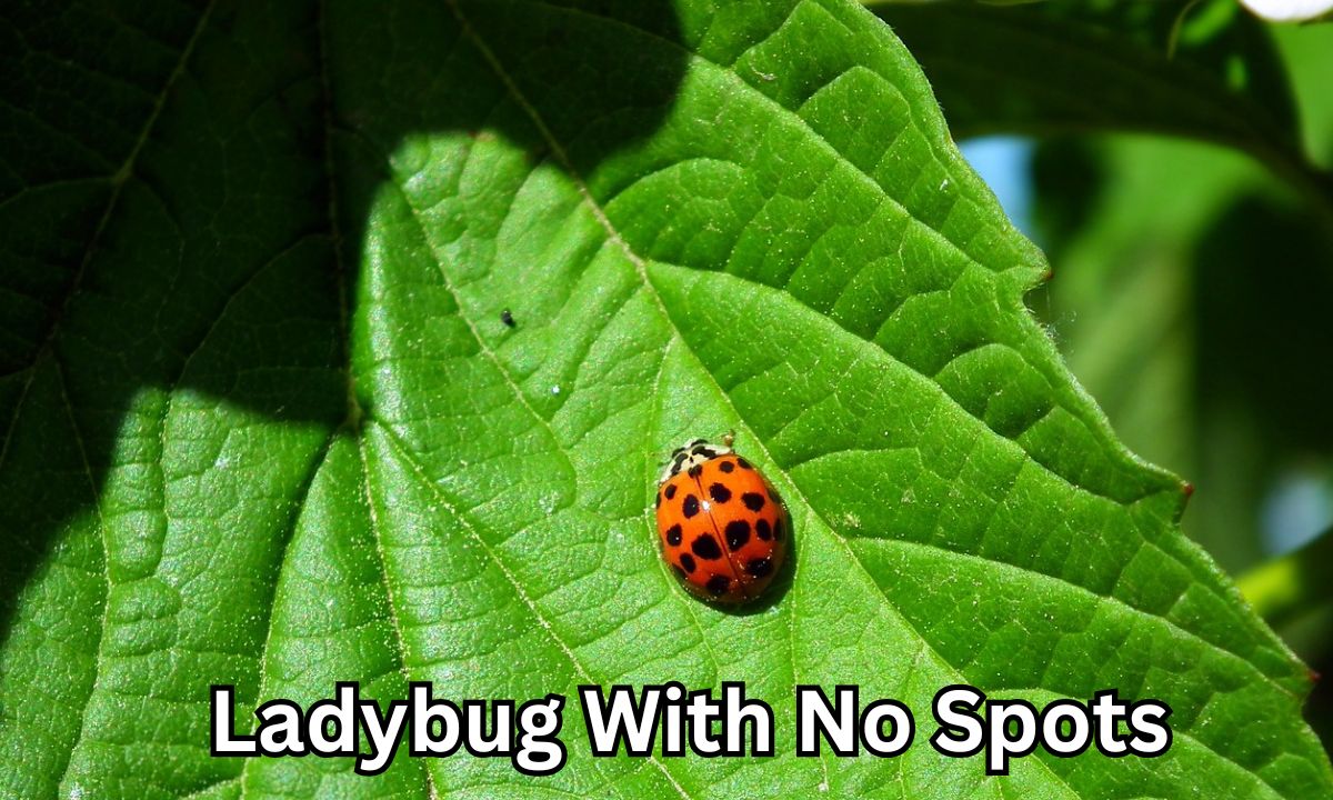 Ladybug With No Spots