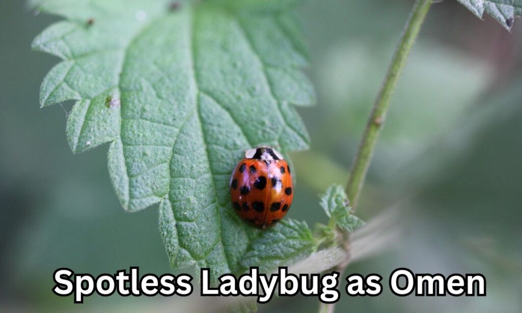 Spotless Ladybug as Omen