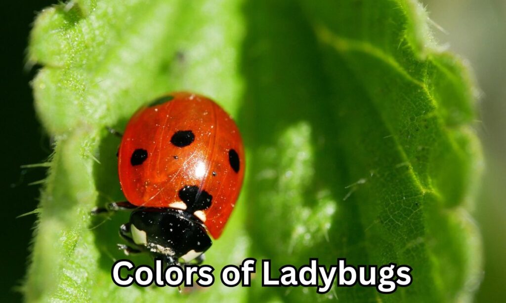 Colors of Ladybugs