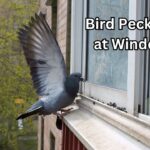 Bird Pecking at Window