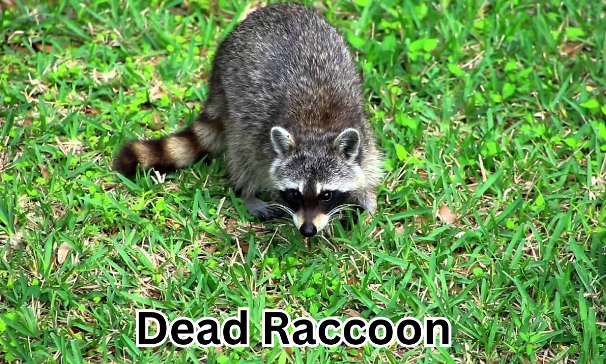 Dead Raccoon Spiritual Meanings In a Nutshell