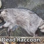 Dead Raccoon