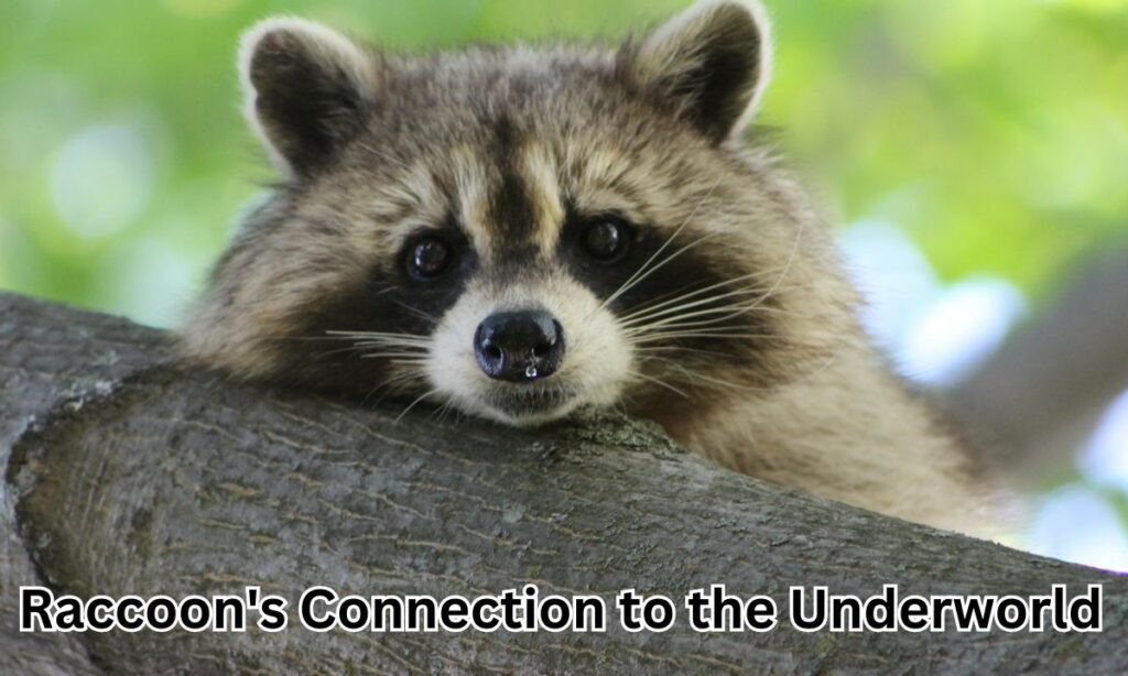 Raccoon's Connection to the Underworld