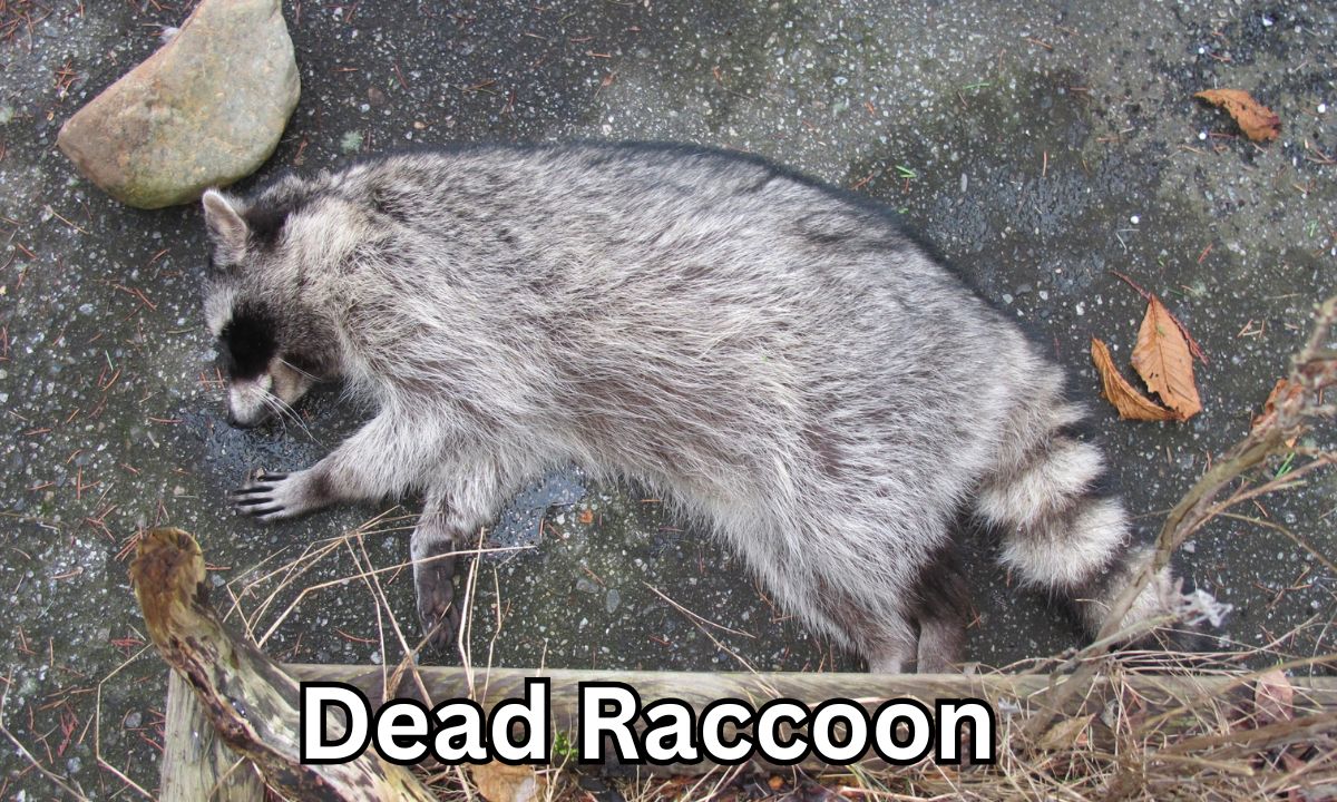 Dead Raccoon