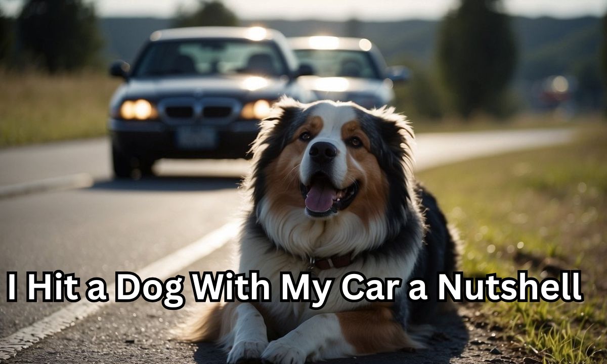 I Hit a Dog With My Car Spiritual Meanings In a Nutshell