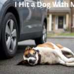 I Hit a Dog With My Car