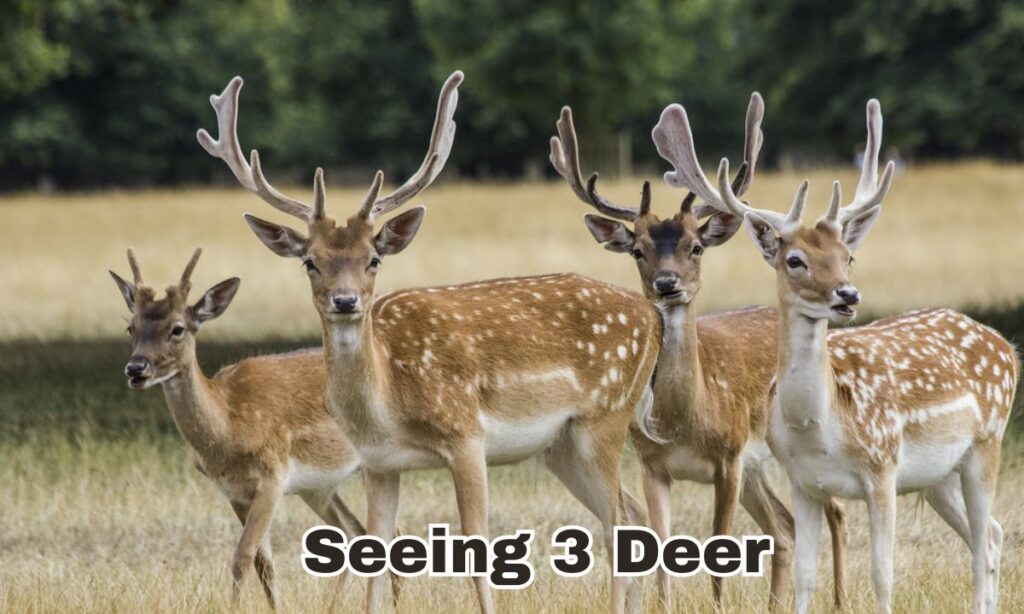 Seeing 3 Deer