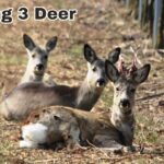 Seeing 3 Deer