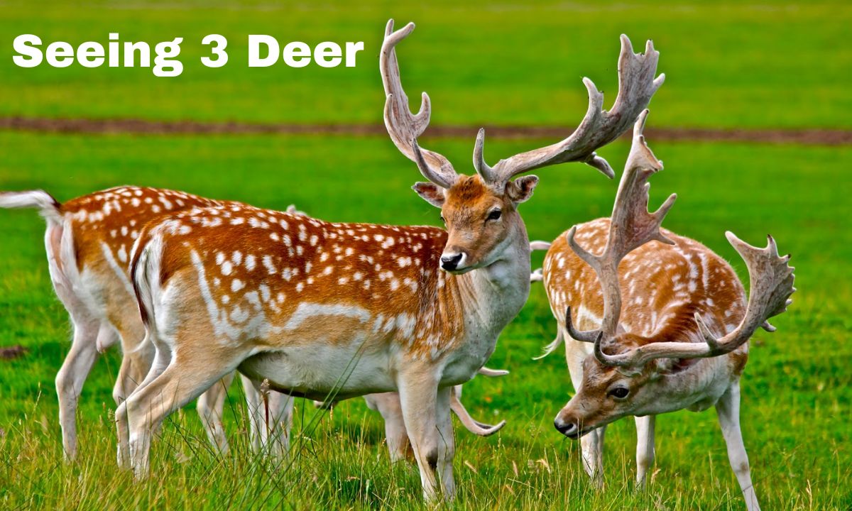 3 Deer