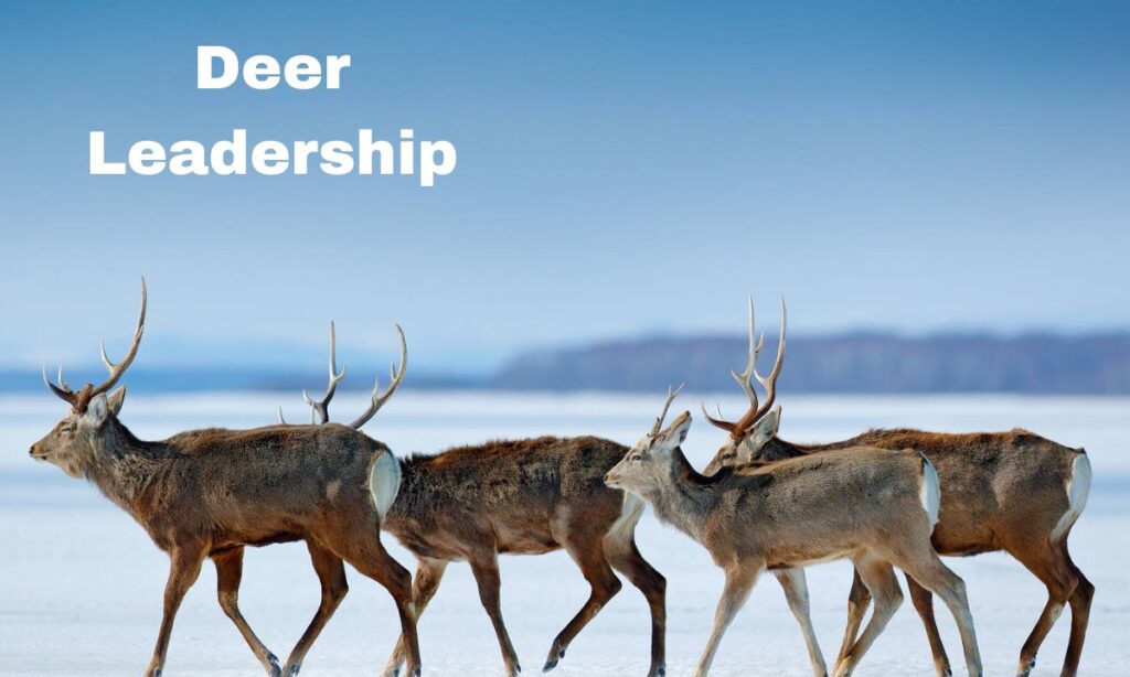 Three deer Gentle Leadership