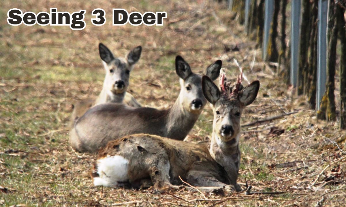 Seeing 3 Deer