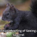 The Spiritual Meaning of Seeing a Black Squirrel