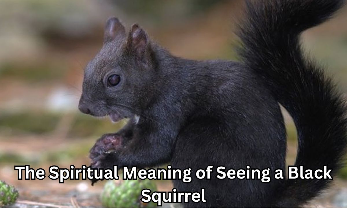 The Spiritual Meaning of Seeing a Black Squirrel