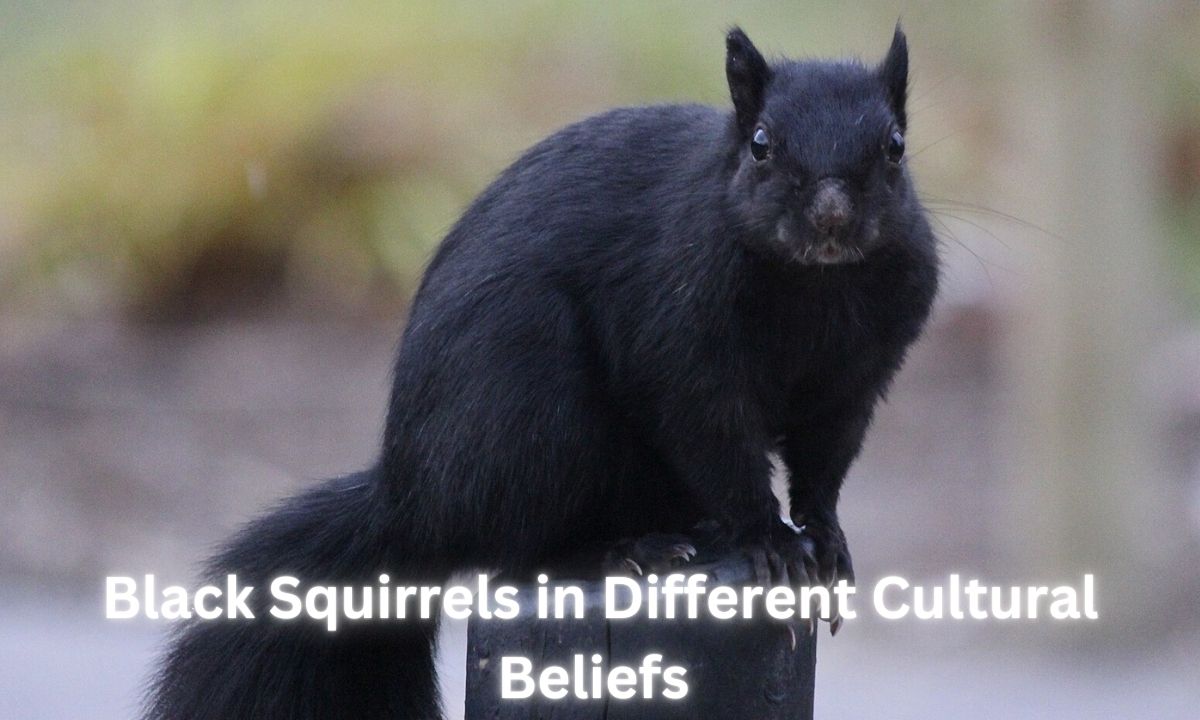 Black Squirrels in Different Cultural Beliefs 